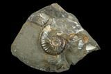 Fossil Hoploscaphites Ammonite - South Dakota #180833-1